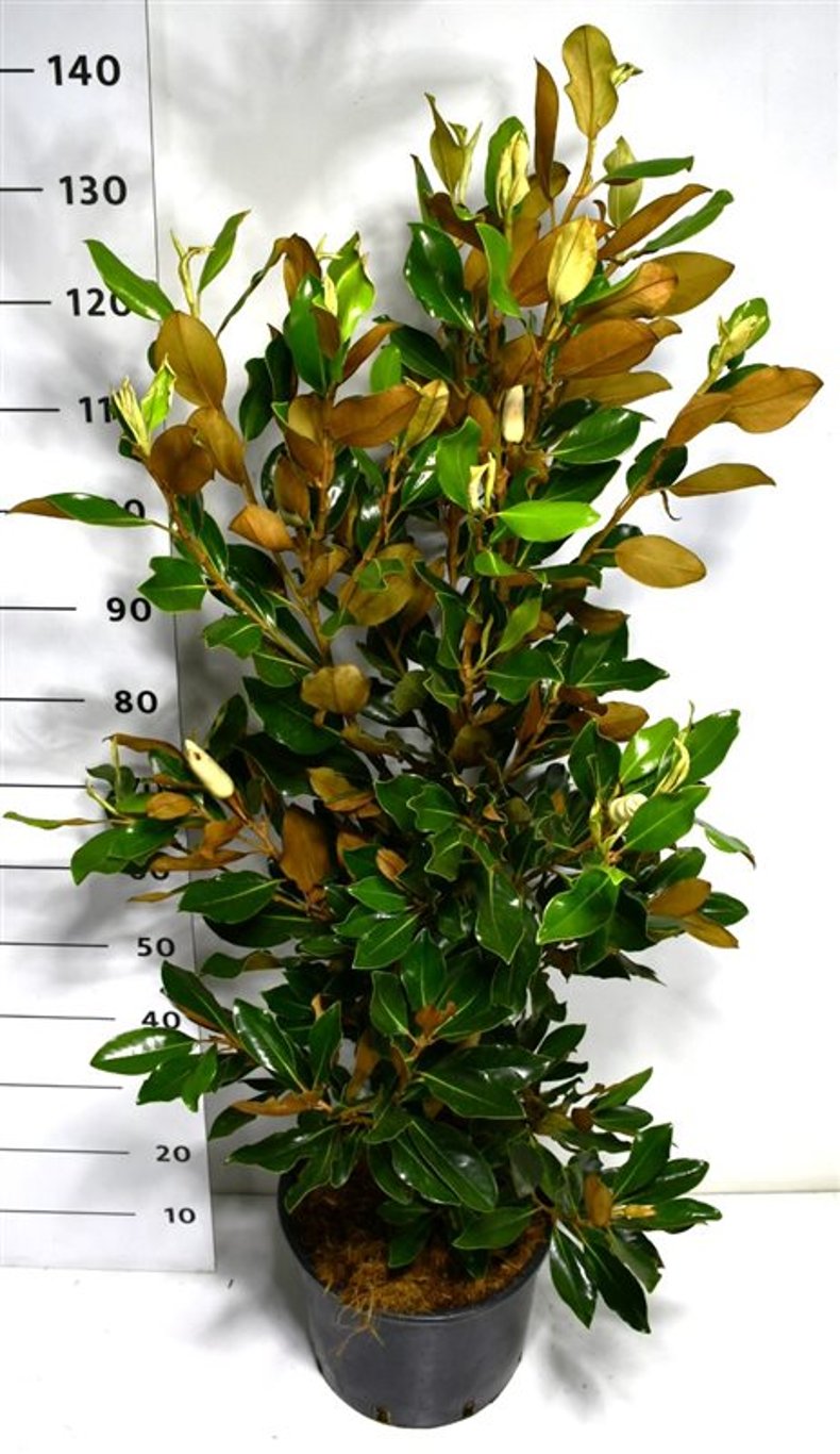 Magnolia grand. 'Little Gem' - C15 100-125 CM